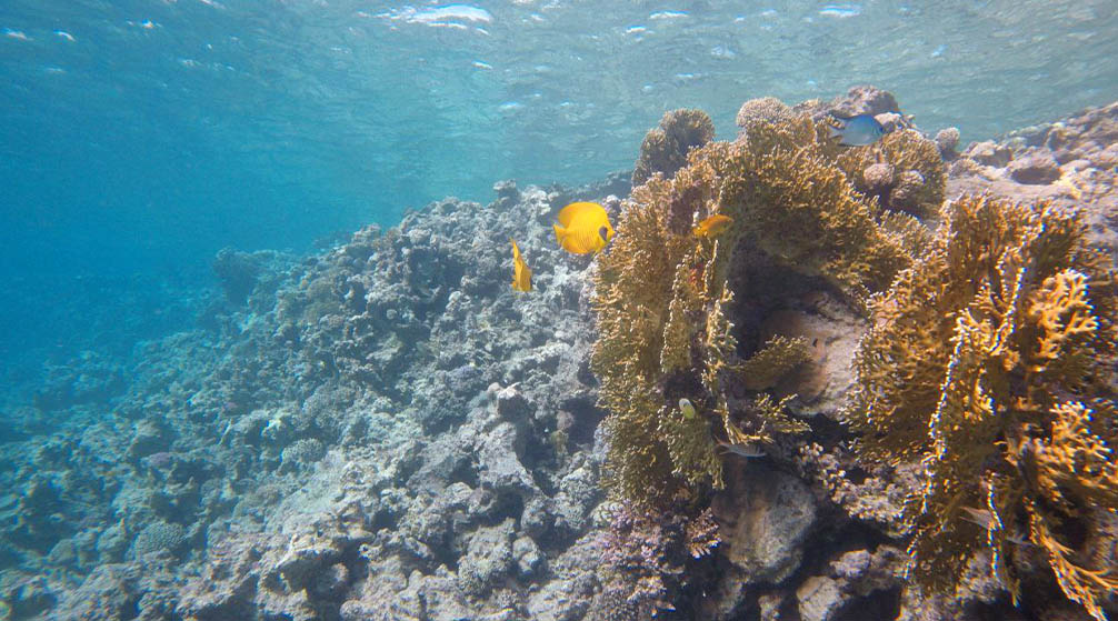 Hamata Islands snorkeling Trip From Marsa Alam