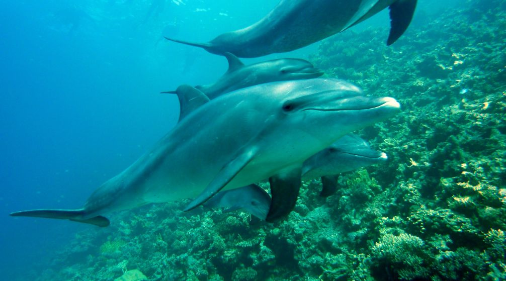 Hamata Islands snorkeling Trip From Port Ghalib