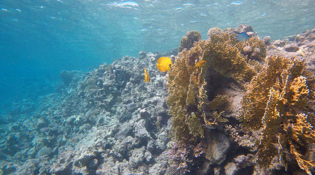 Hamata Islands snorkeling Trip From Port Ghalib
