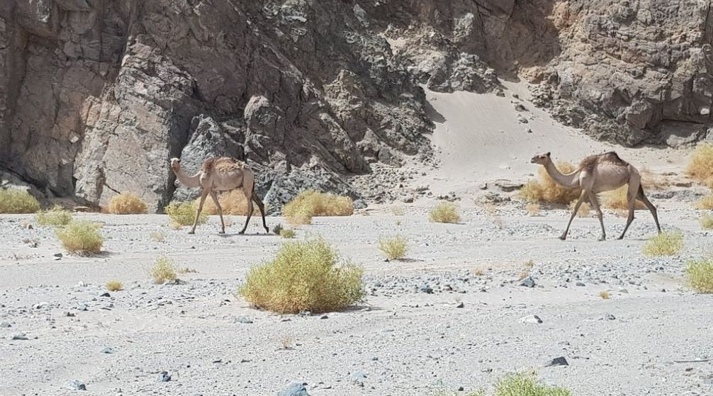 Private trip to wadi El Gemal from Port Ghalib