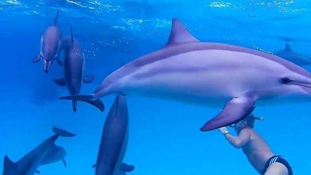 Satayh Dolphin Reef Private boat Tour from El Quseir