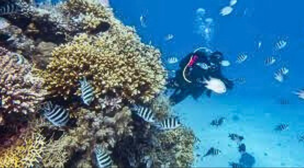 Scuba Diving Day trip from Hurghada