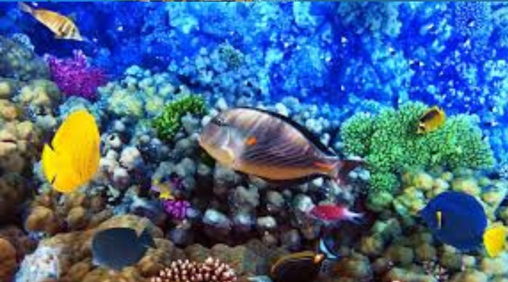 Scuba Diving Day trip from Hurghada