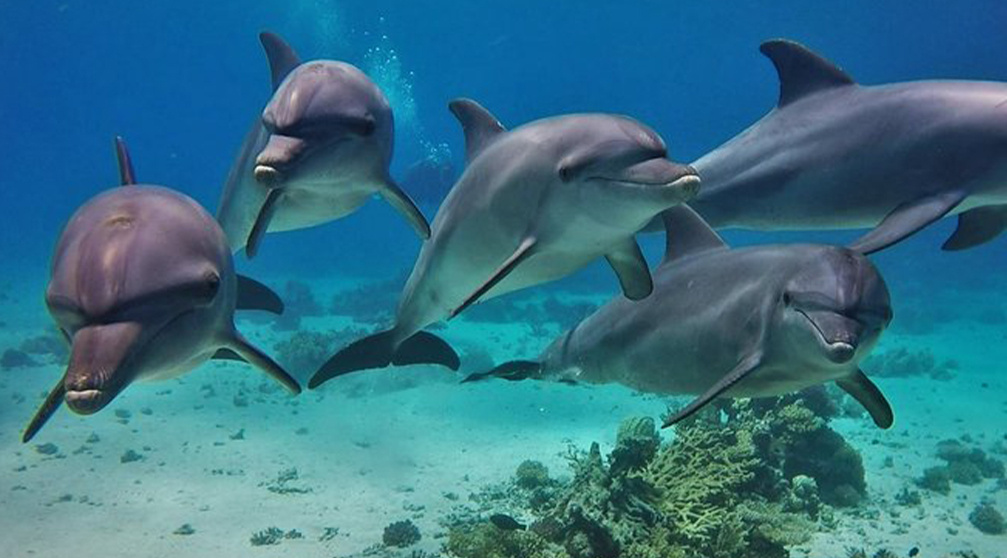 Snorkeling trip to the dolphin house from Sahl Hasheesh