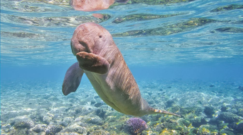 Abu Dabbab Dugong Schnorchelausflug ab Marsa Alam