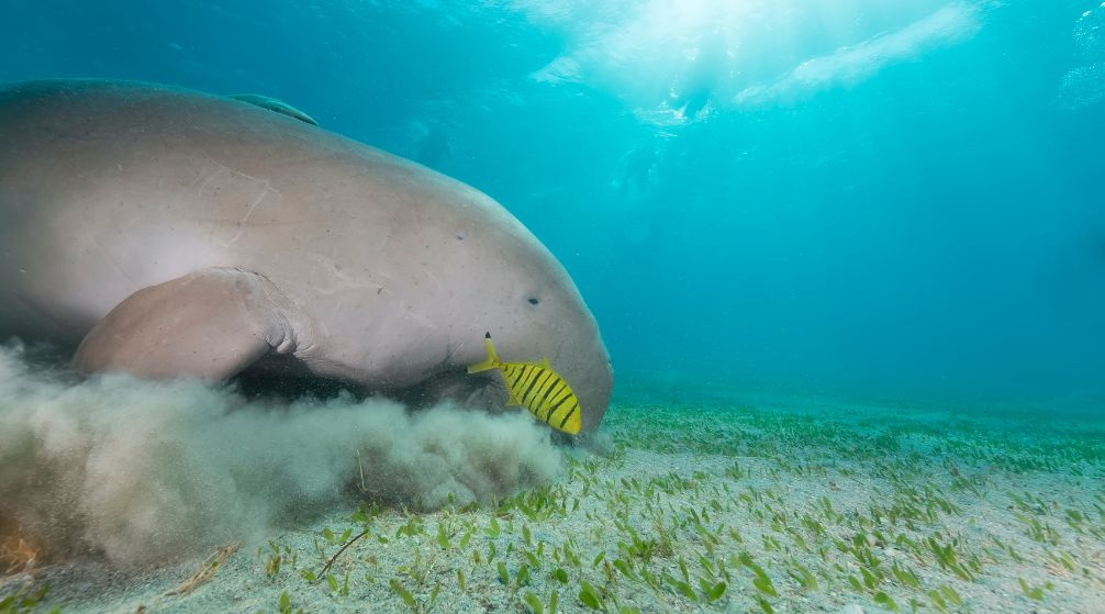 Abu Dabbab Dugong Schnorchelausflug ab Marsa Alam