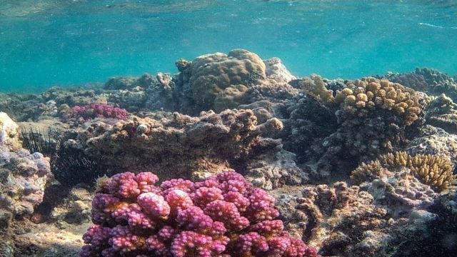 Halbtägige Sharm El Luli Schnorcheltour ab Marsa Alam