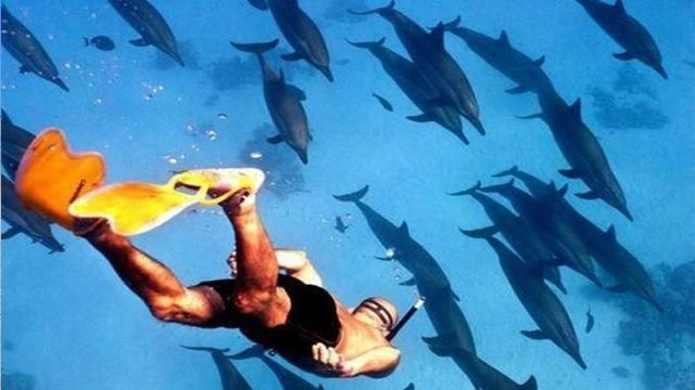 Privater Bootsausflug zum Satayh-Delfinriff ab Port Ghalib Private Bootstour zum Satayh Delfinriff ab Port Ghalib