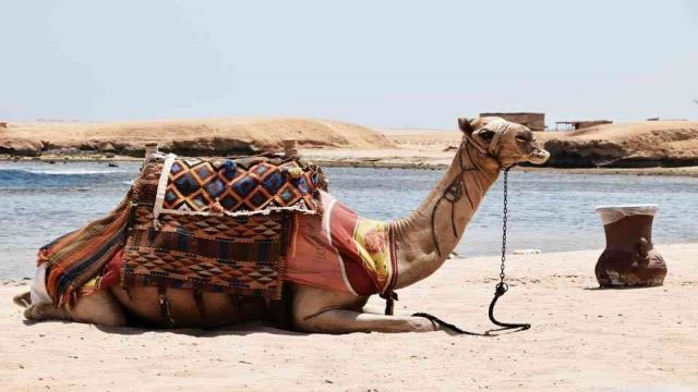 Schnorchelausflug nach Sharm el Naga ab Sahl Hasheesh