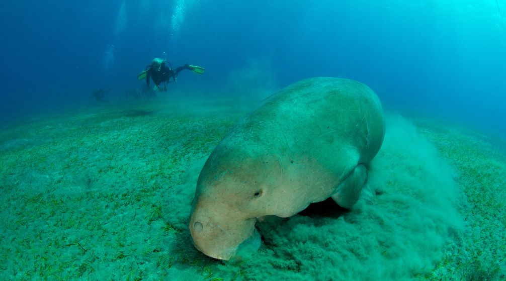 Schnorchelausflug von Marsa Alam nach Abu Dabbab Dugong