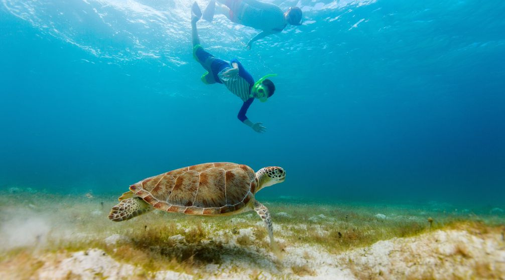 Schnorchelausflug zum Abu Dabbab Dugong ab El Quseir Schnorchelausflug zum Abu Dabbab Dugong ab El Quseir