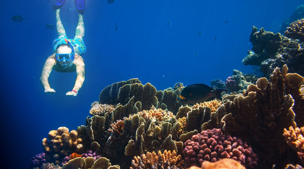 Schnorchelausflug zum Abu Dabbab Dugong ab El Quseir Schnorchelausflug zum Abu Dabbab Dugong ab El Quseir