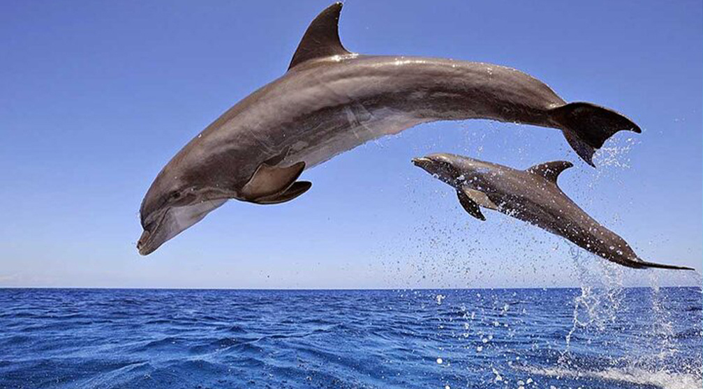 Schnorchelausflug zum Delfinhaus von Hurghada