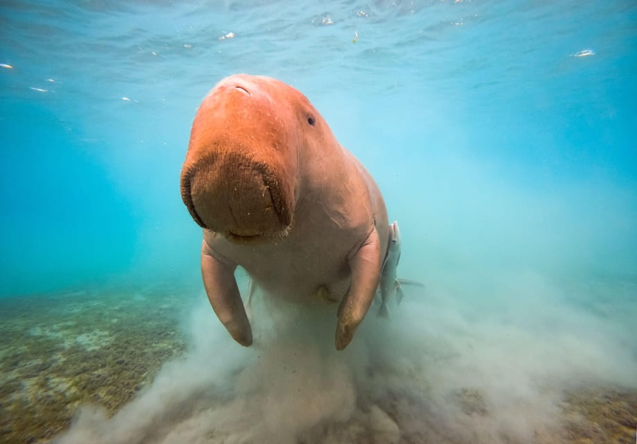 Suche nach dem Dugong in Marsa Alam mit dem Schnellboot