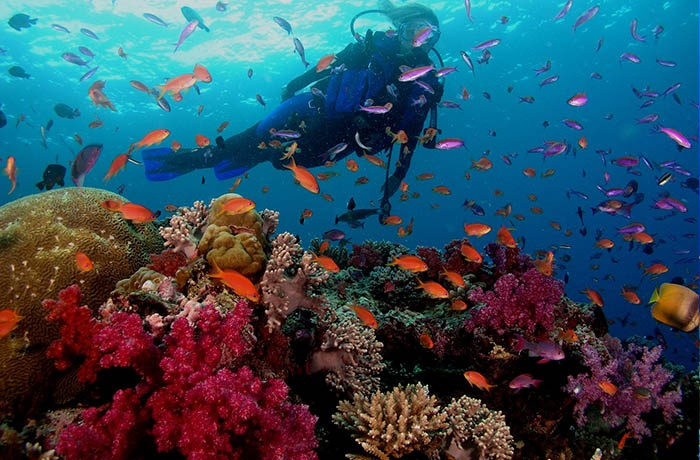 Tauchtouren ab Marsa Alam