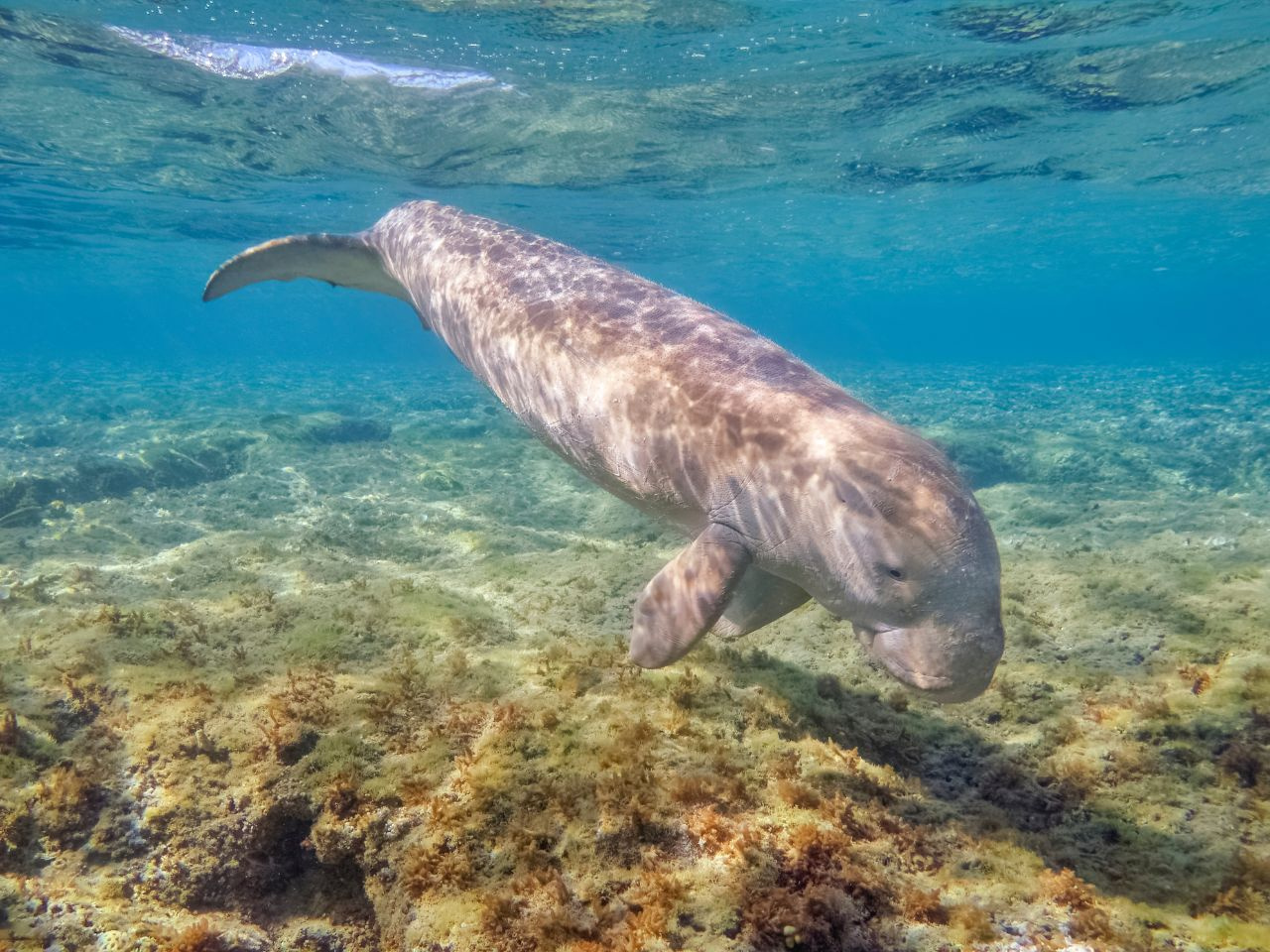 Abu Dabbab Dugong Schnorchelausflug ab Marsa Alam