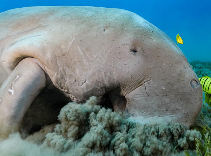 Abu Dabbab Dugong Schnorchelausflug ab El Gouna