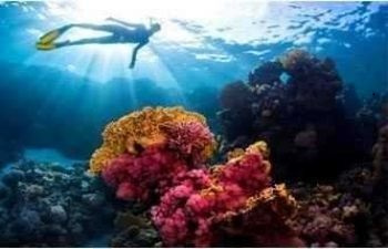 Ταξίδι για κολύμβηση με αναπνευστήρα στα νησιά Hamata από το Port Ghalib