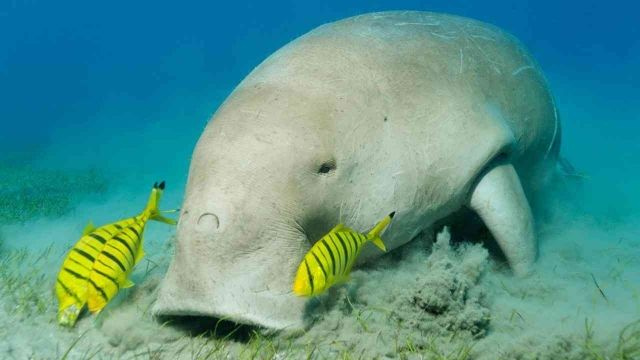 Encuentra el dugongo en Port Ghalib en lancha motora