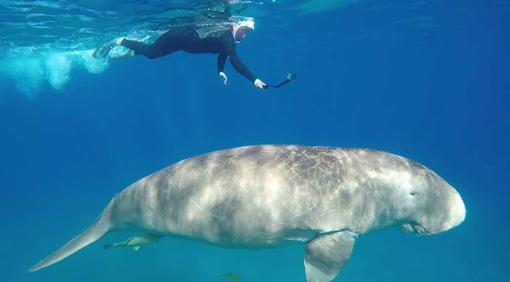 Excursión de snorkel en Abu Dabbab Dugong desde Hurghada