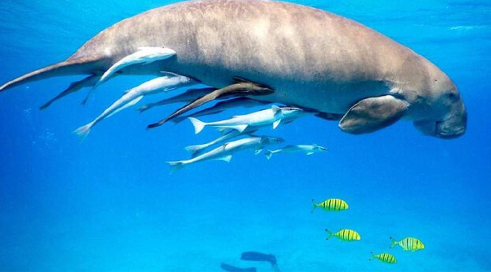 Excursión de snorkel en Abu Dabbab Dugong desde Hurghada