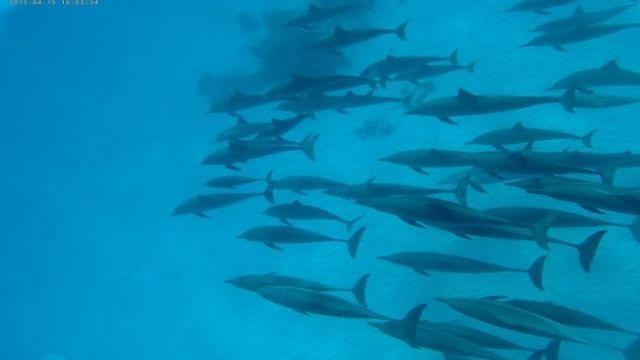 Excursión en barco privado al arrecife de delfines de Satayh desde El Quseir