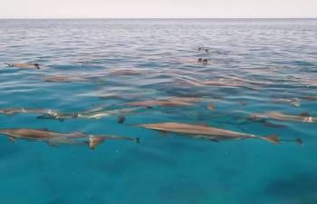 Tour privado en barco al arrecife de delfines Satayh desde Port Ghalib