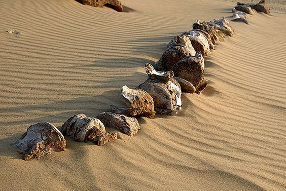 Tours de safari por el desierto desde Hurghada