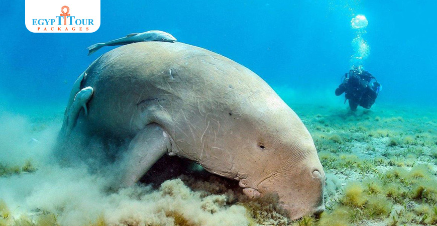 Cosas únicas para hacer en El Gouna | Paquetes turísticos a Egipto 