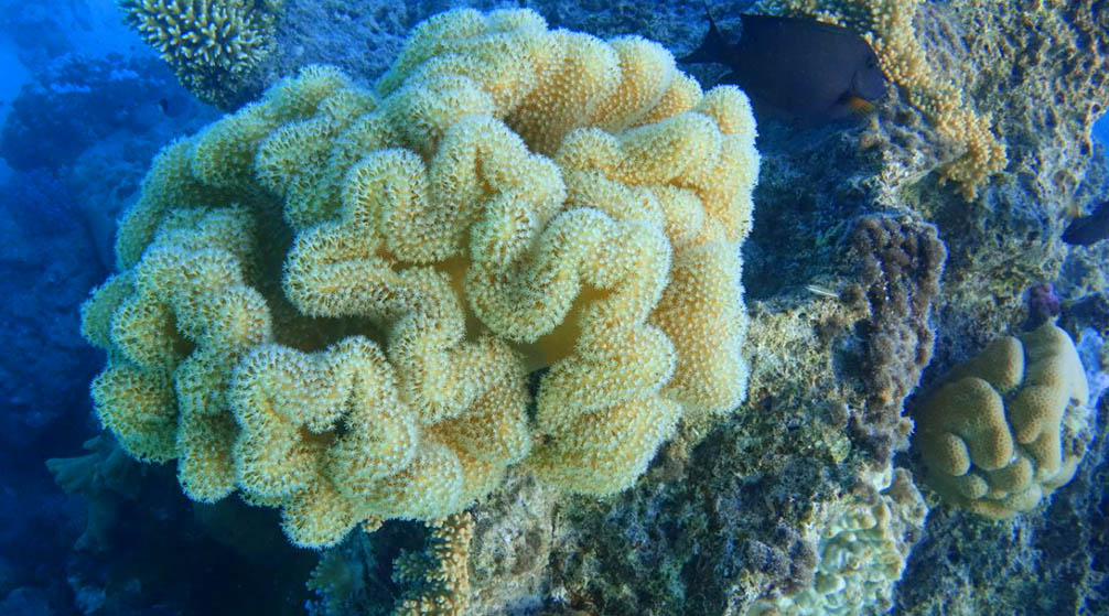 Excursion de 2 jours à Louxor depuis Marsa Alam