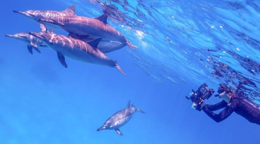 Excursion de plongée avec tuba au récif des dauphins de Sataya depuis Marsa Alam