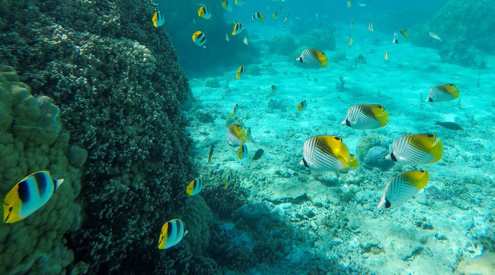 Excursion en bateau privé vers lîle de Hamata depuis Marsa Alam Excursion en bateau privé vers lîle de Hamata depuis Marsa Alam