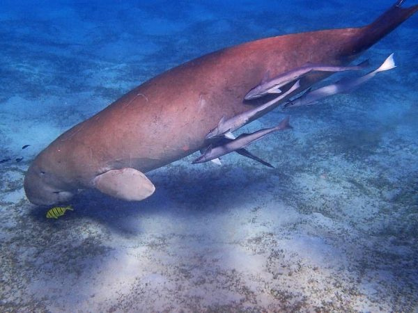Trouvez le dugong à Port Ghalib en hors bord