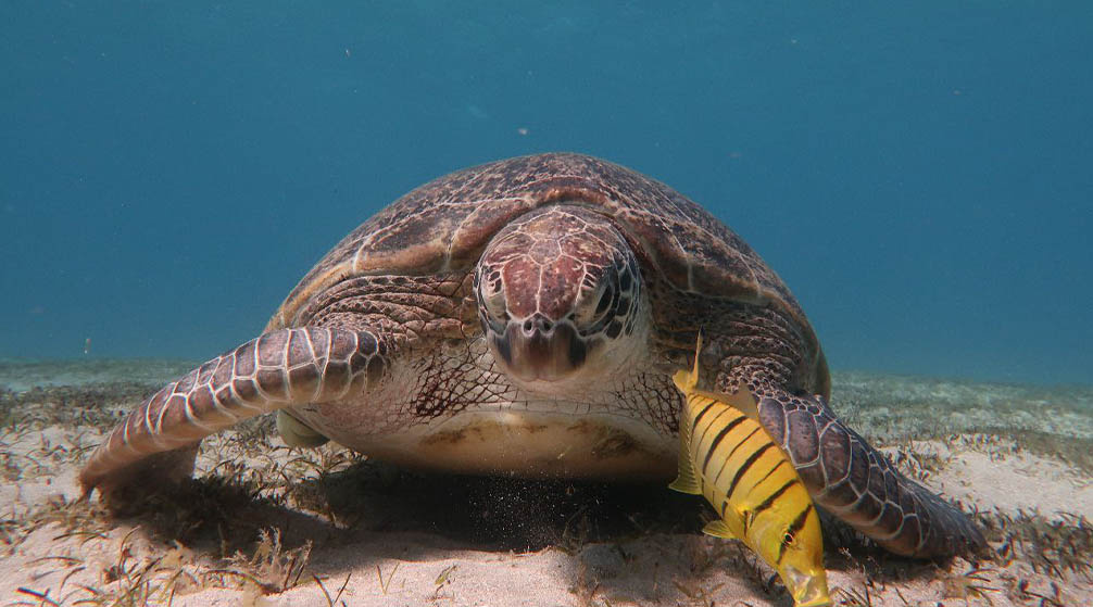 Excursion privée au Caire depuis Marsa Alam en avion Voyage au Caire depuis Marsa Alam en avion