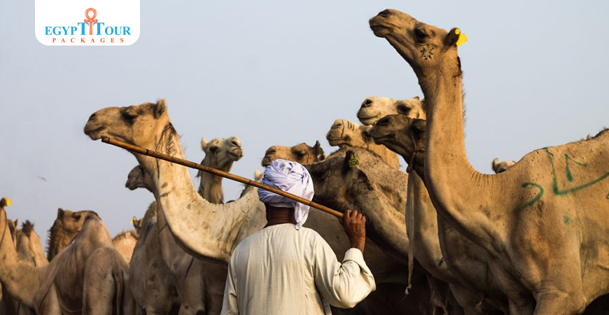 Birqash Camel Market From Cairo | Egypt Tour Packages 