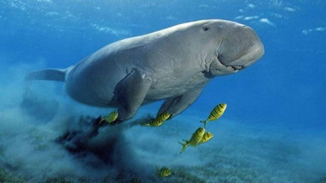 Find the Dugong in Port Ghalib by Speed Boat