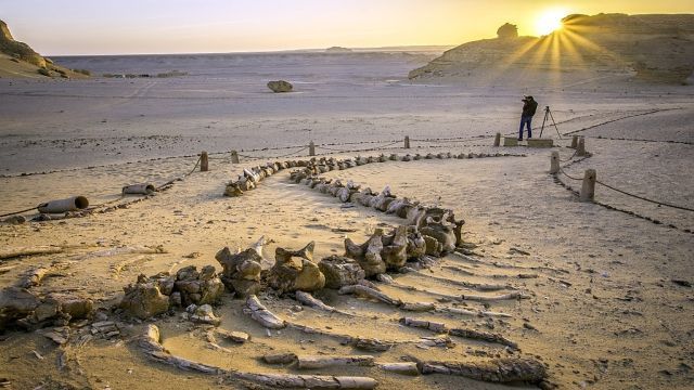 Escursione di 2 giorni in campeggio a Fayoum dal Cairo