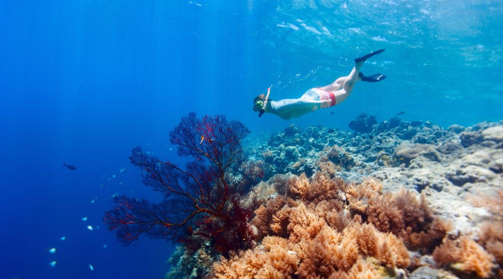 Snorkeling con le tartarughe marine Marsa Mubarak da Marsa Alam