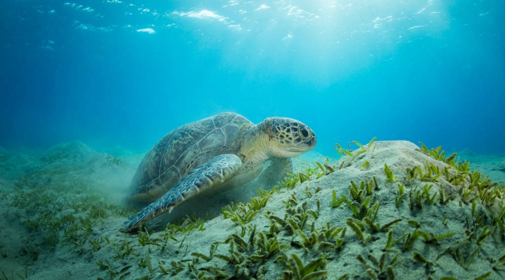 Tour di snorkeling da Marsa Alam a Shaab Samadai