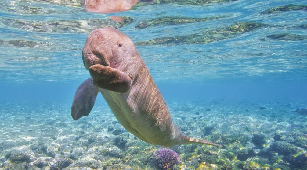 Trova il Dugoung  in motoscafo da Marsa Alam