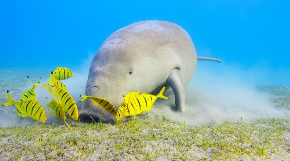 Trova il Dugoung  in motoscafo da Marsa Alam