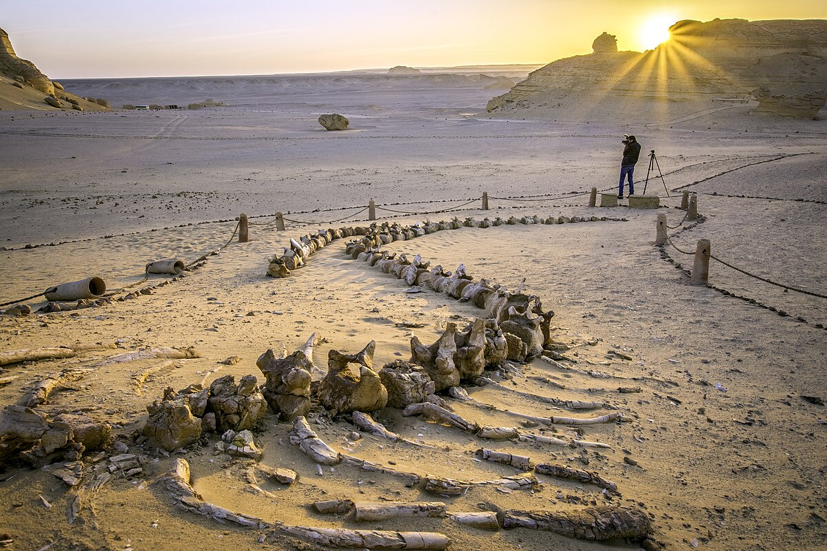 4 daagse reis door Egypte: de piramides en de Walvisvallei