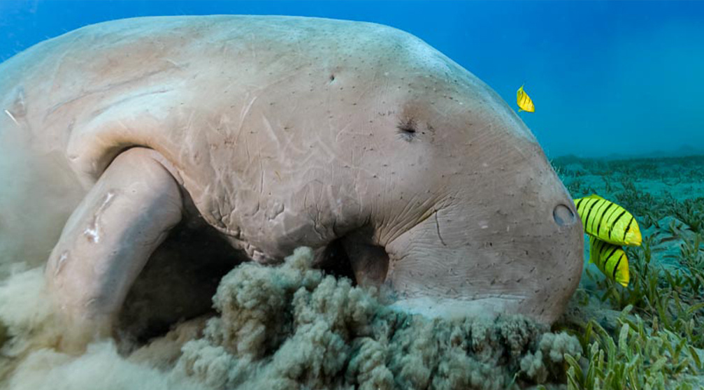 Abu Dabbab Dugong snorkeltrip vanuit Hurghada
