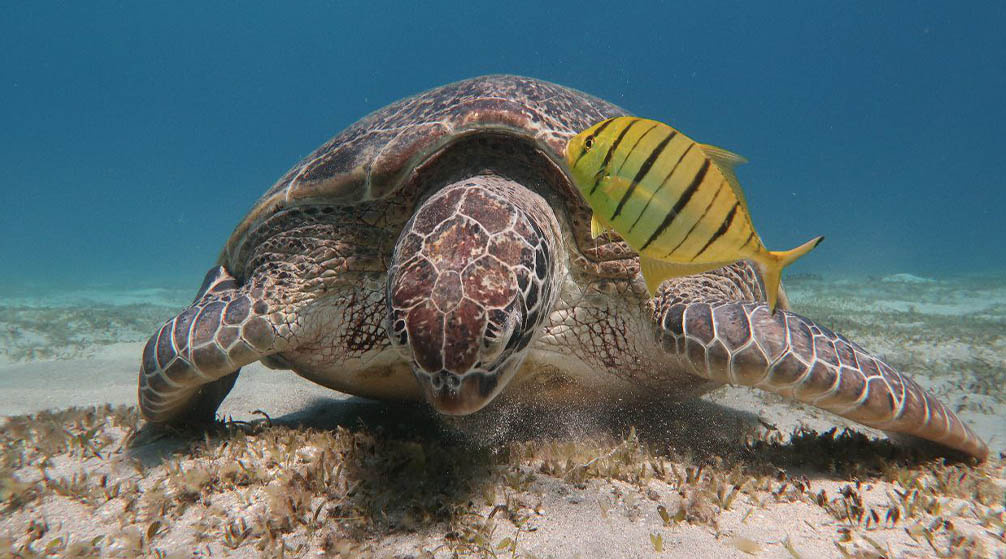 Dag excursie naar Luxor vanuit El Quseir