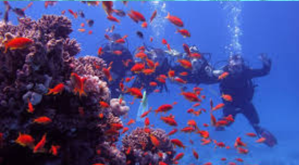 Snorkelen bij Mahmya Island in Hurghada