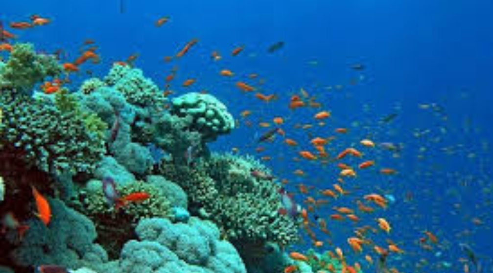 Snorkelen bij Mahmya Island in Hurghada