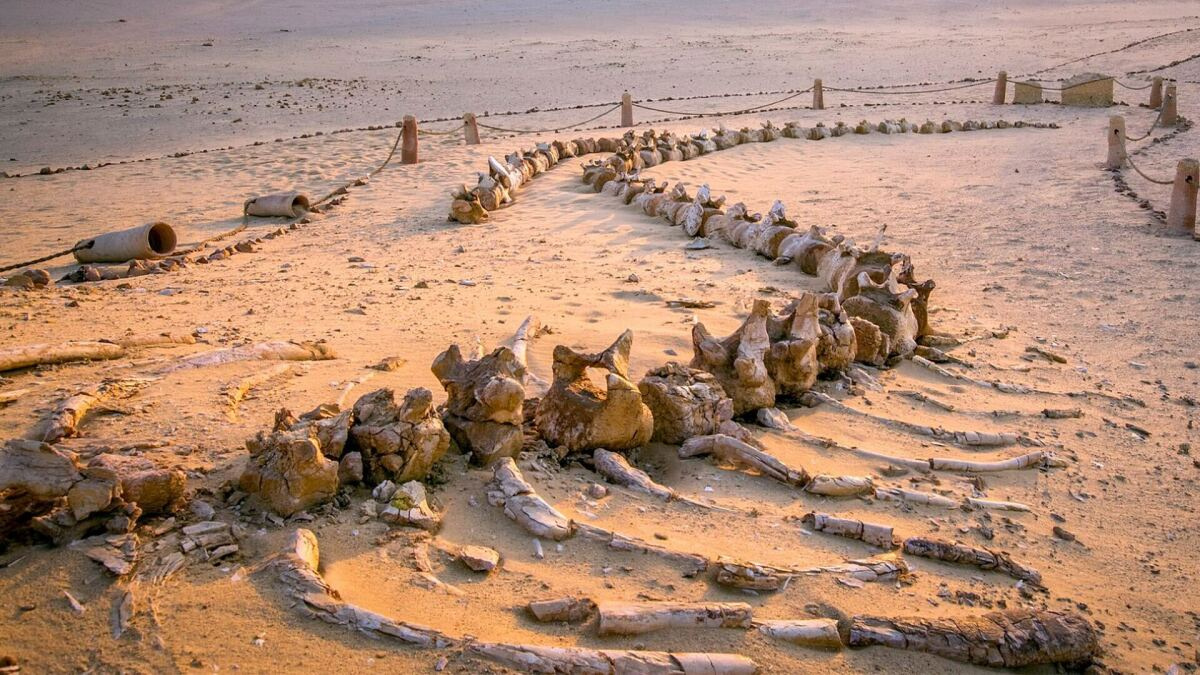 4 daagse reis naar Wadi El Hitan en El Minya met afzetten in Luxor