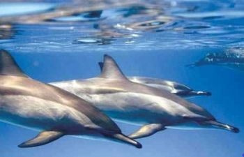 Wycieczka z rurką na rafę delfinów Sataya z Port Ghalib